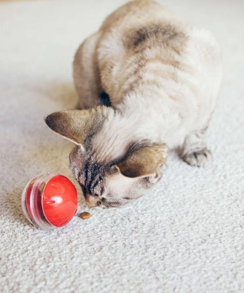 cat with treat ball shine shine image