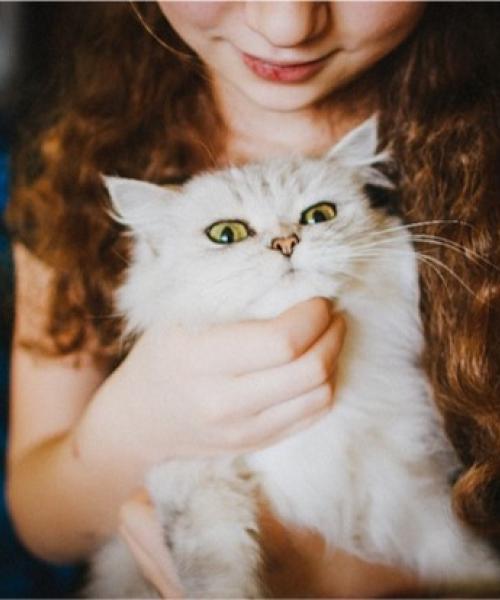 cat shine image